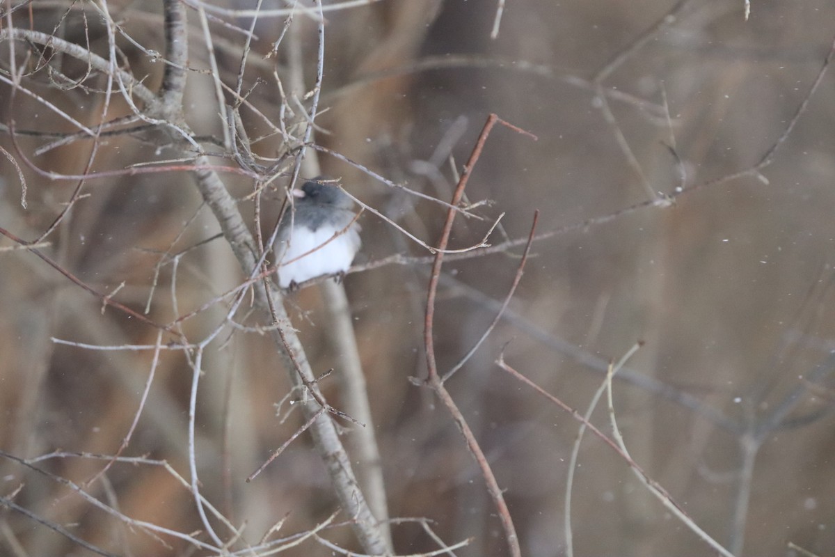 Dark-eyed Junco - ML646847443