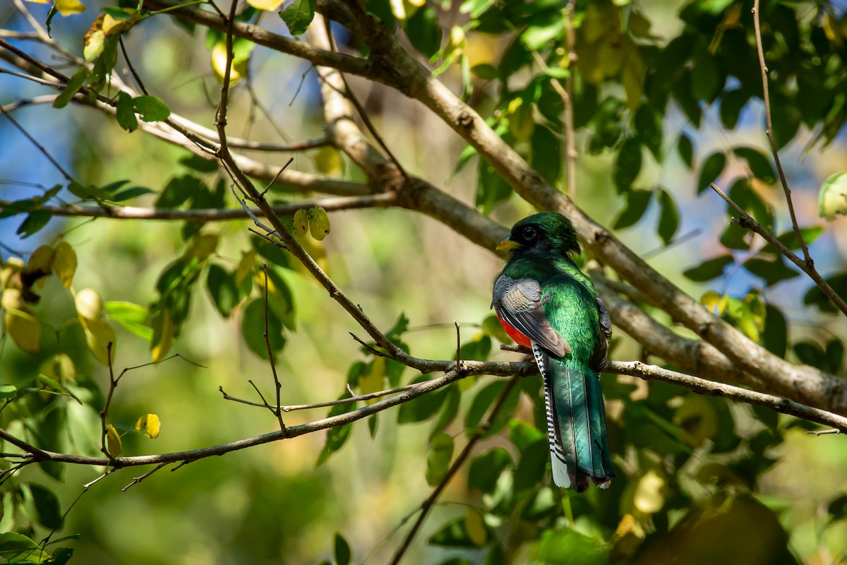 Collared Trogon - ML646847445