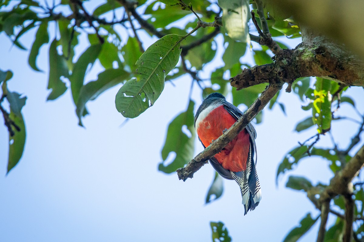 Collared Trogon - ML646847446
