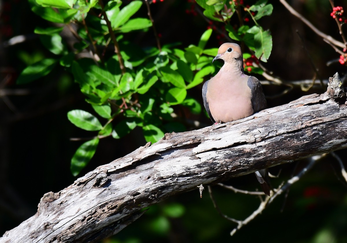 ナゲキバト - ML646847448