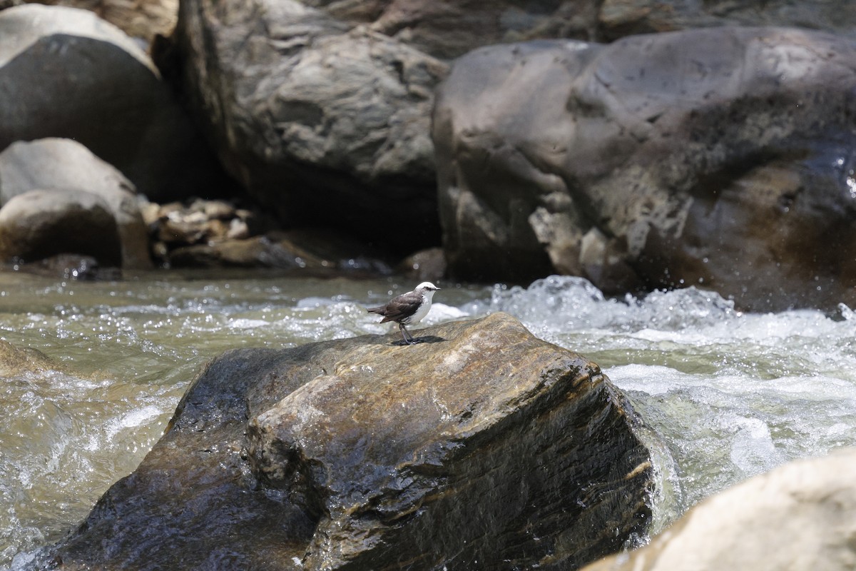 White-capped Dipper - ML646847449