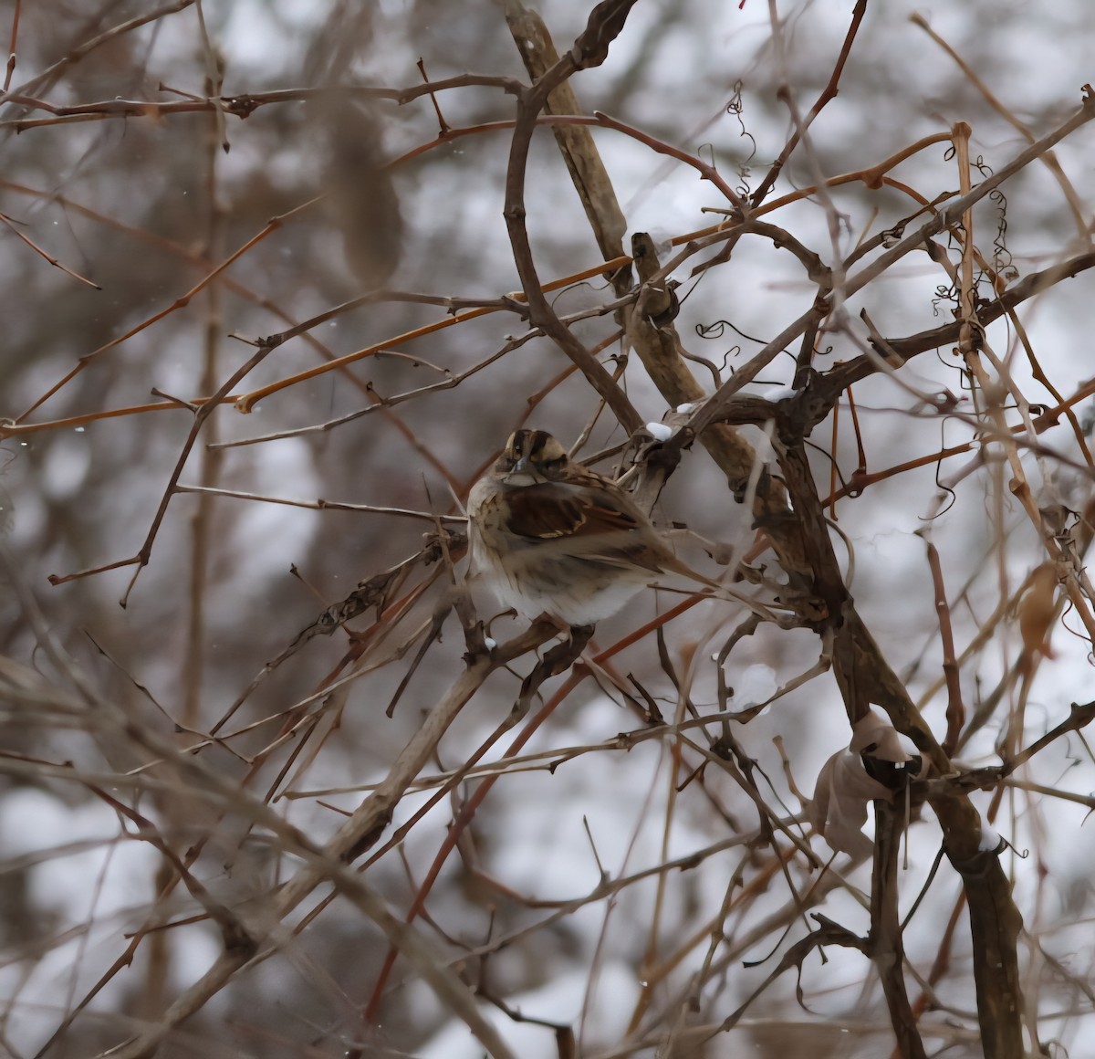 White-throated Sparrow - ML646847451