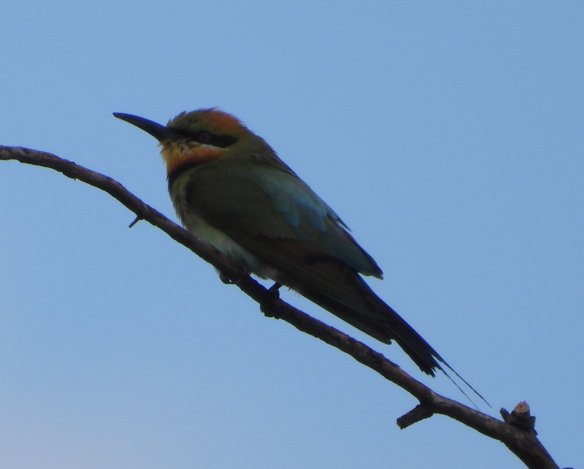 regnbuebieter - ML646847452