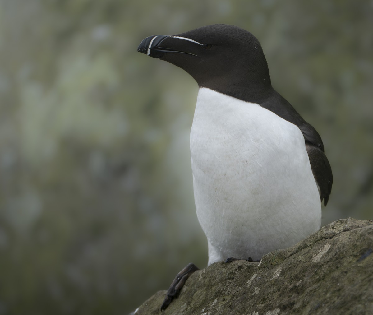 Razorbill - ML646847455