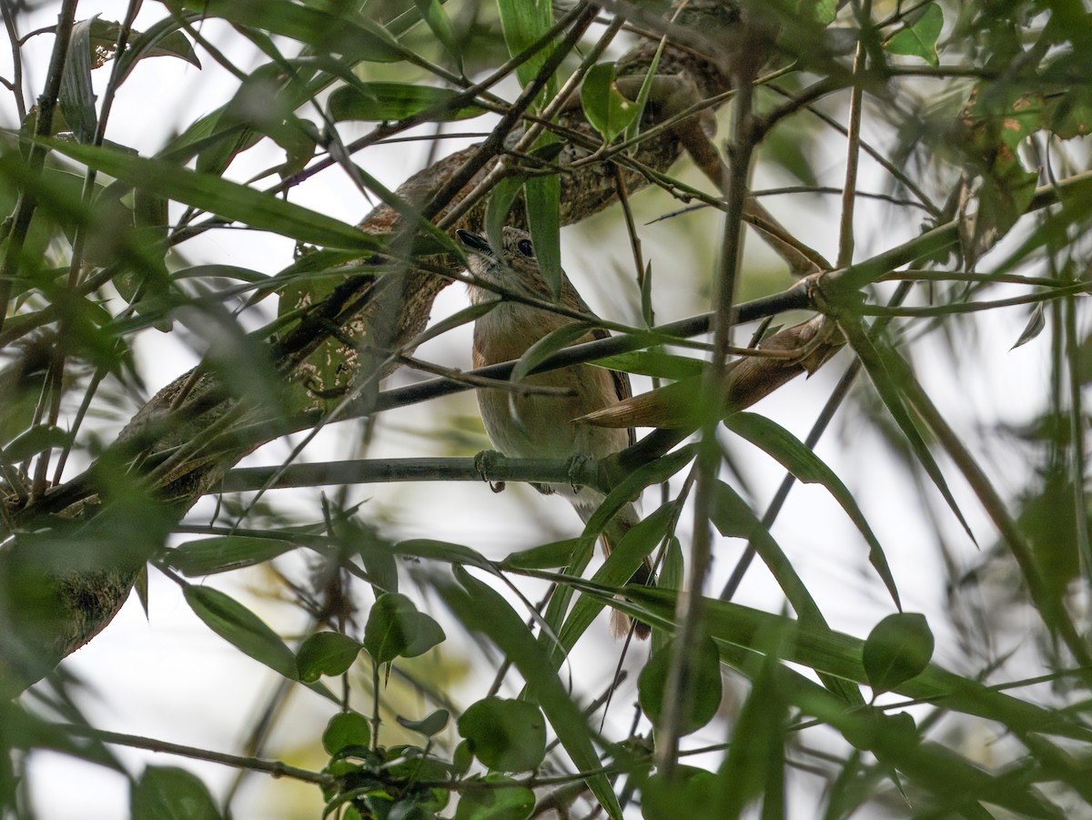 Dark Newtonia - ML646847458