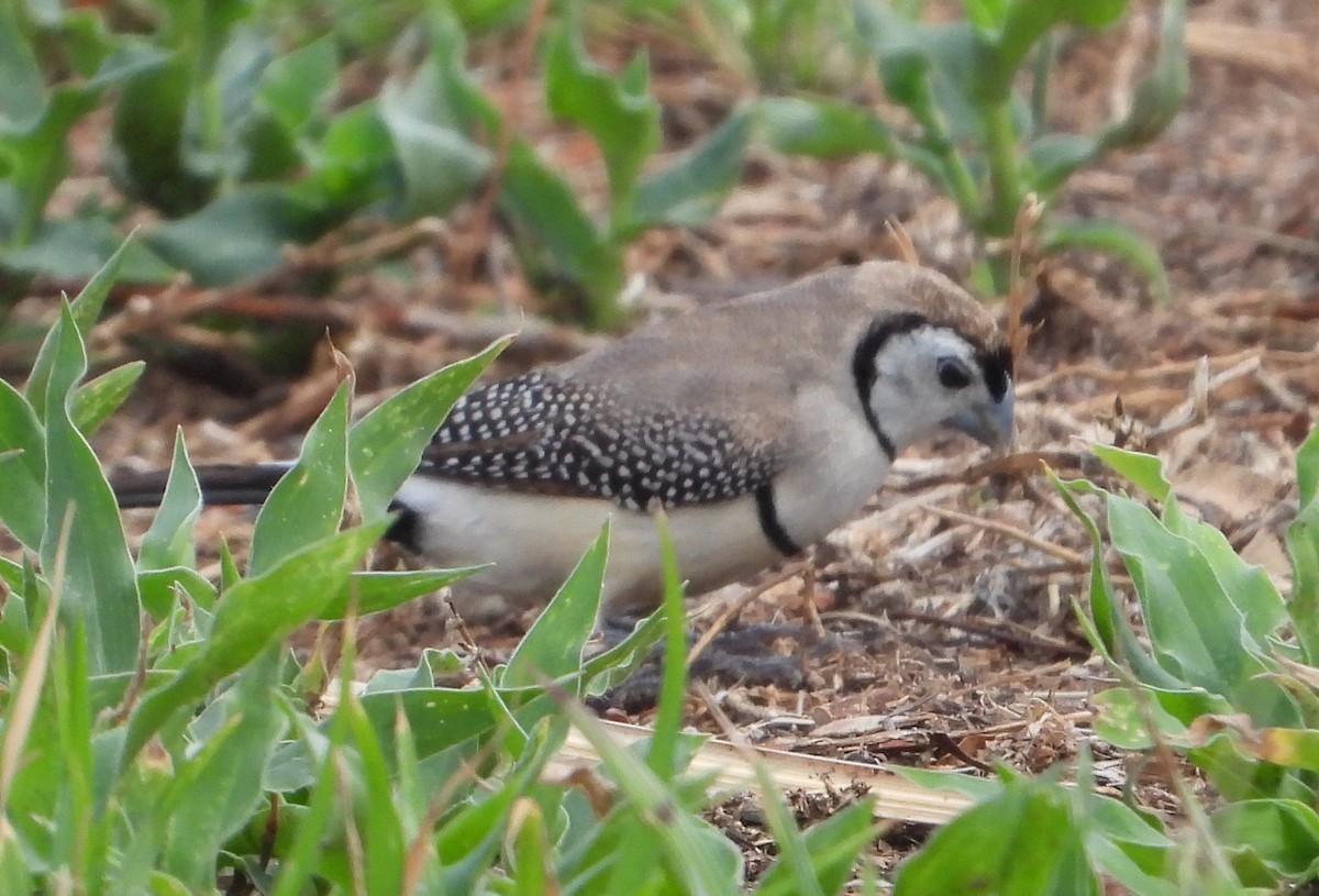 ringastrild - ML646847460