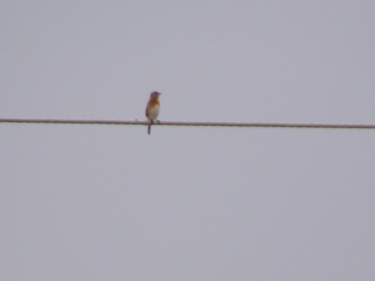 Блакитник східний - ML646847463