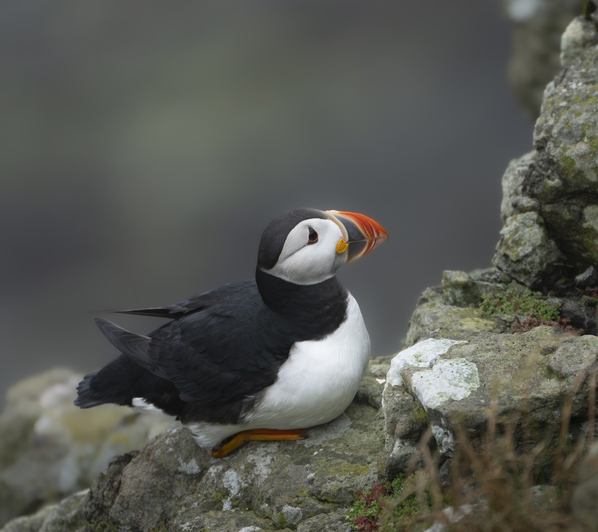 Atlantic Puffin - ML646847464
