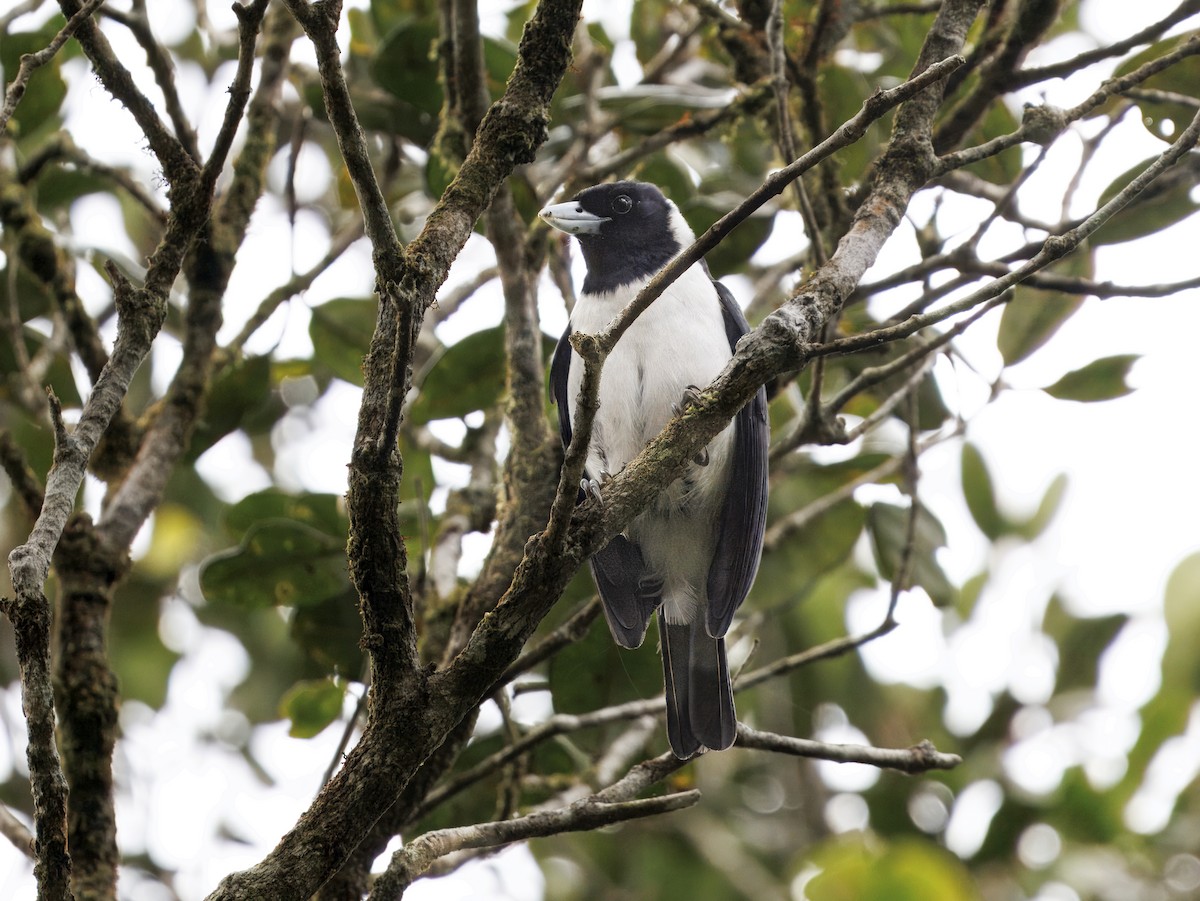 Pollen's Vanga - ML646847465