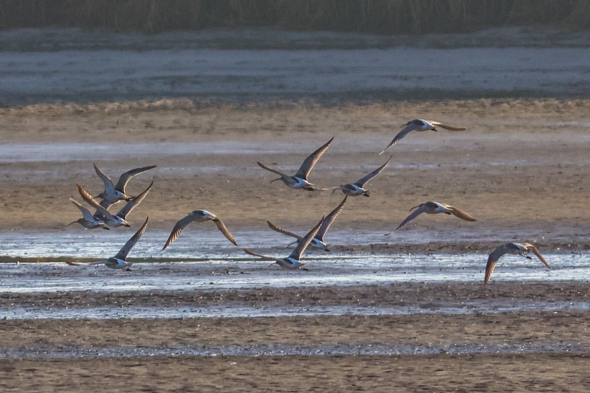 Eurasian Curlew - ML646847466