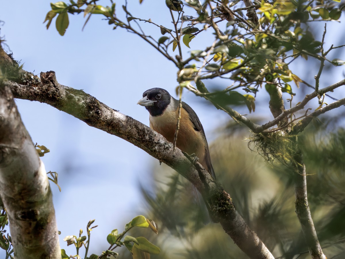 Pollen's Vanga - ML646847467