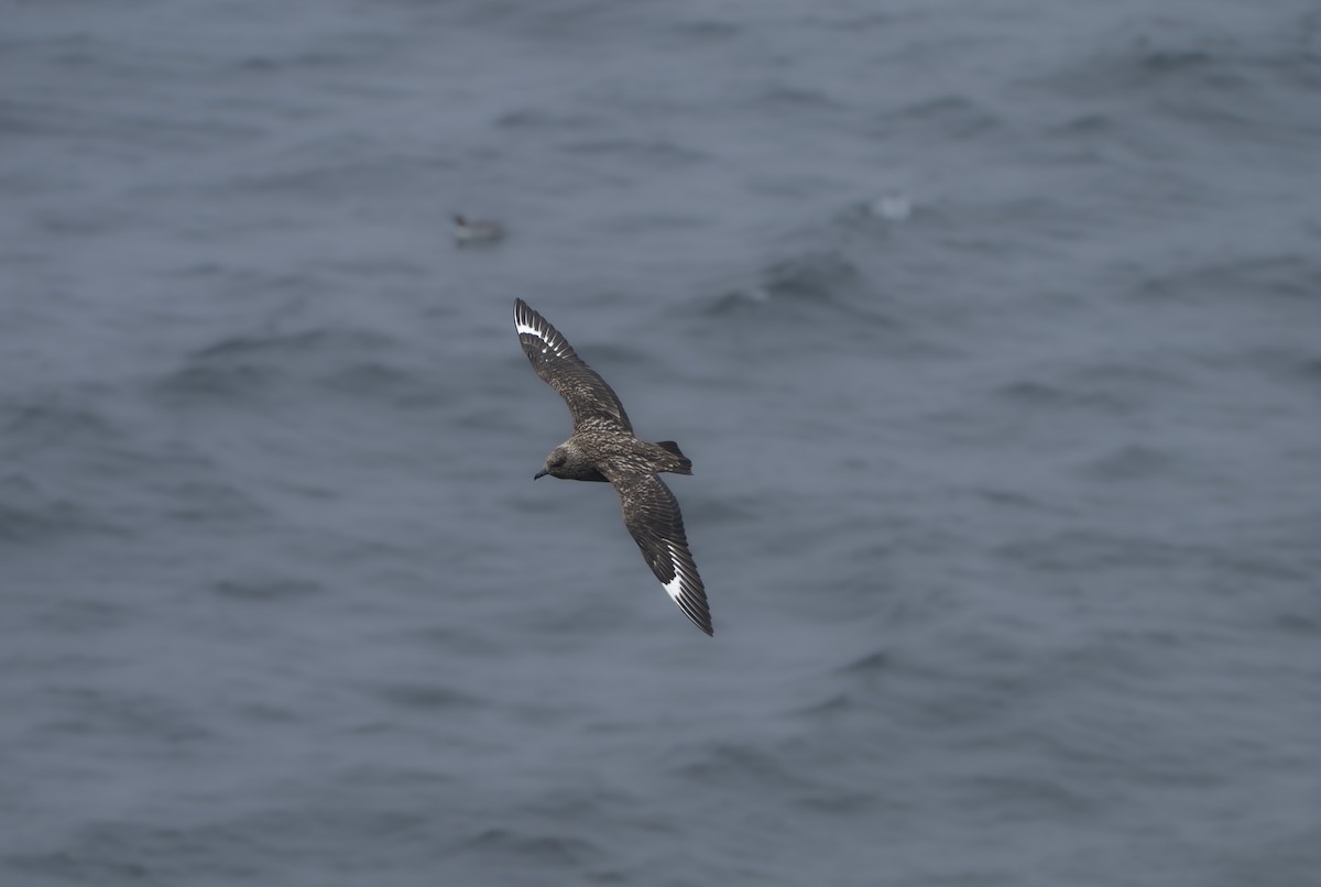 Great Skua - ML646847468