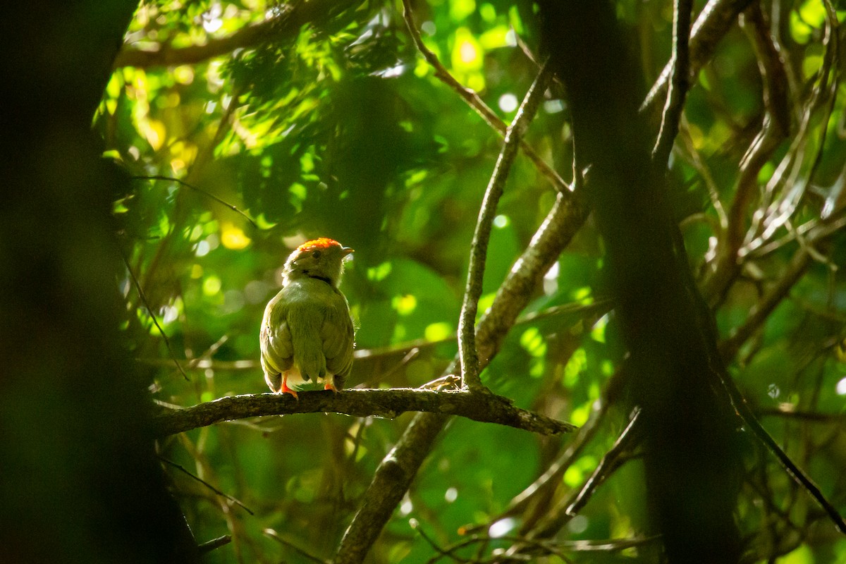 Lance-tailed Manakin - ML646847470