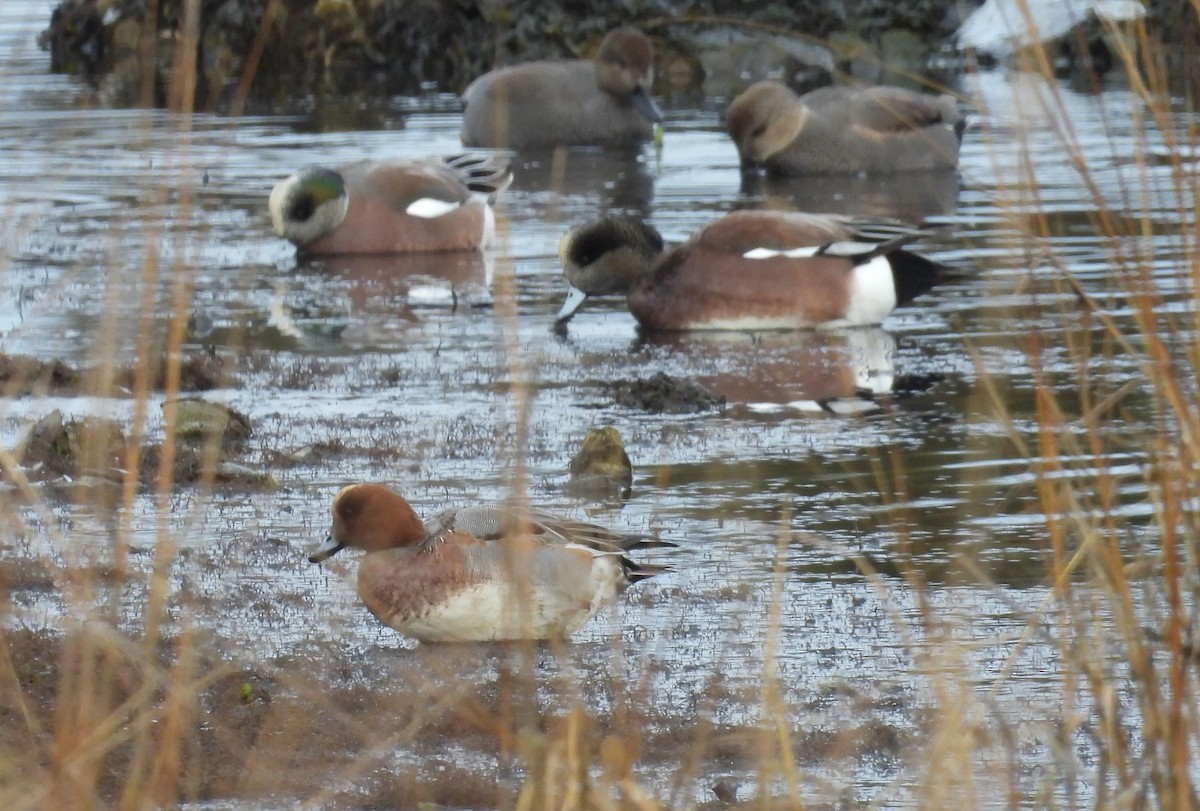 Eurasian Wigeon - ML646847472