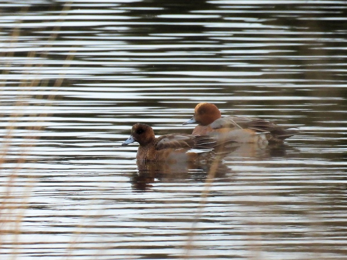 Eurasian Wigeon - ML646847474