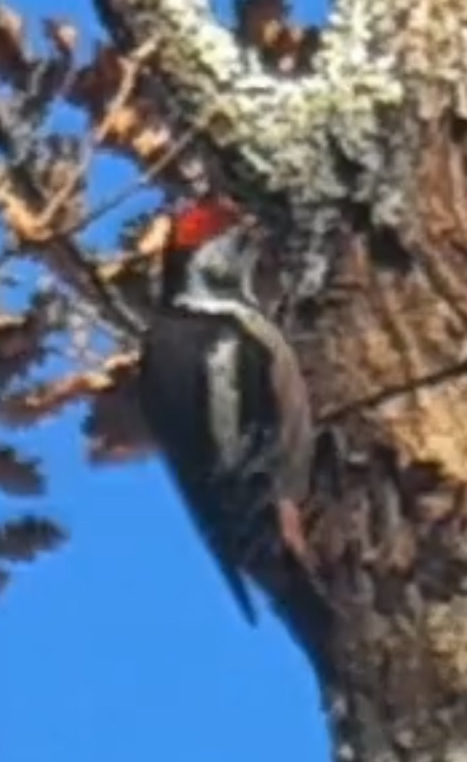 Middle Spotted Woodpecker - ML646847476