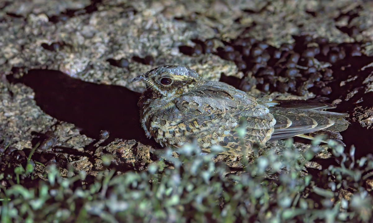 Hint Çobanaldatanı - ML646847477