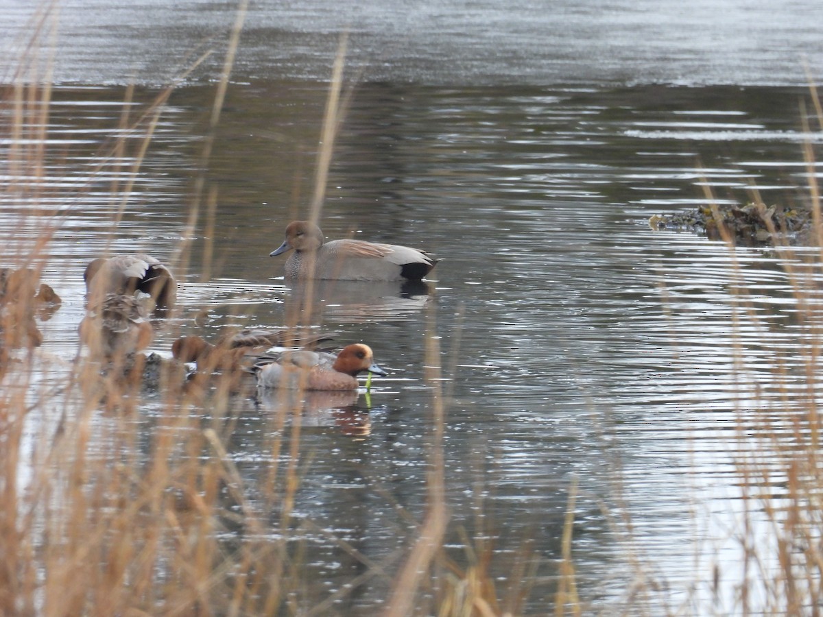 Eurasian Wigeon - ML646847478