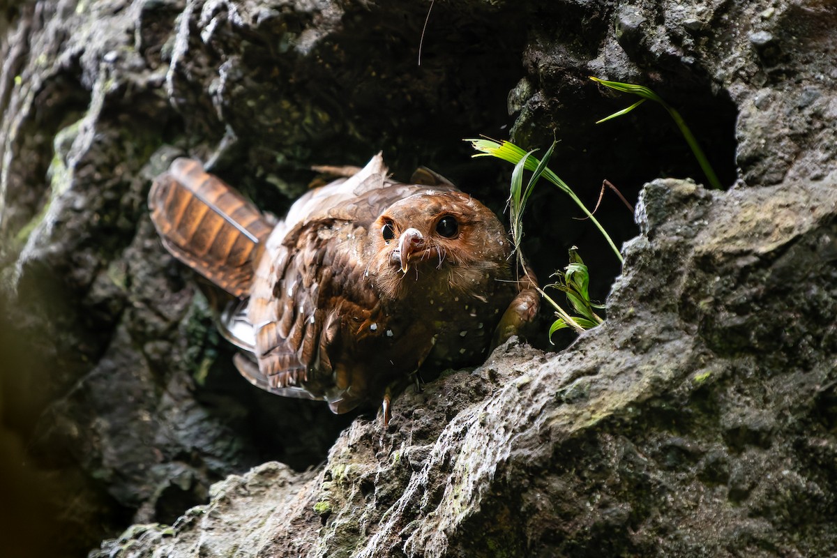 Oilbird - ML646847479