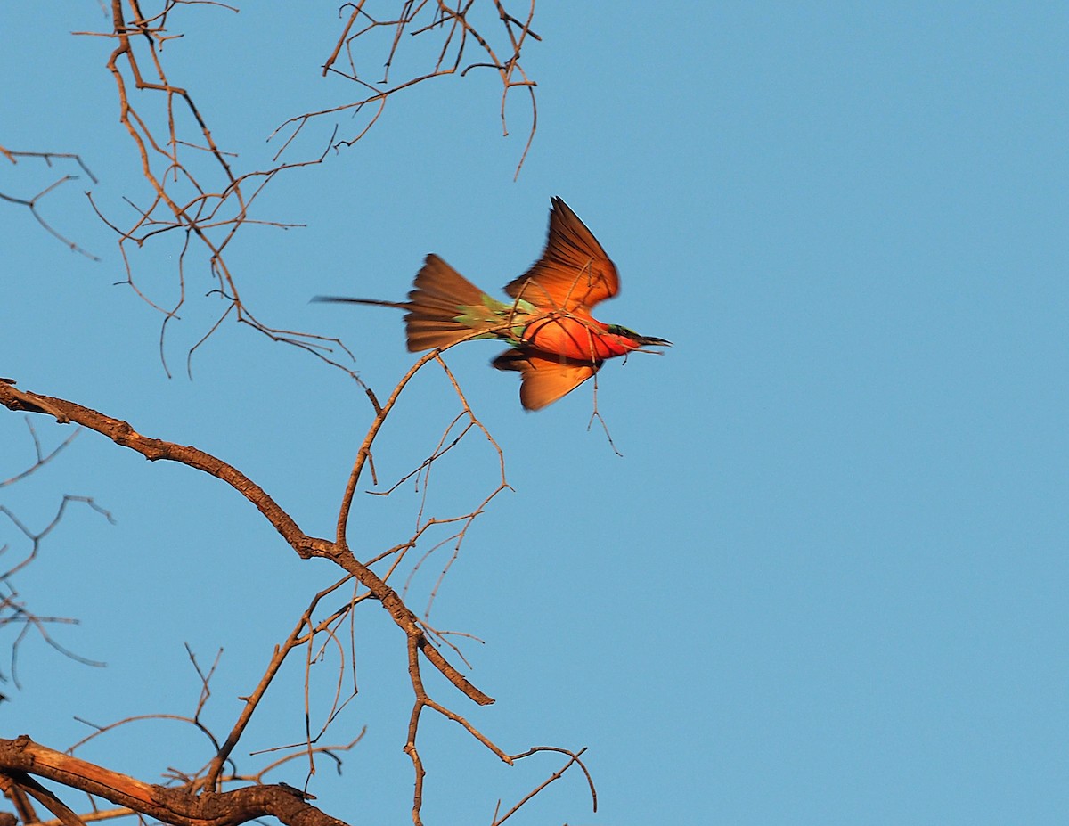 Southern Carmine Bee-eater - ML646847480