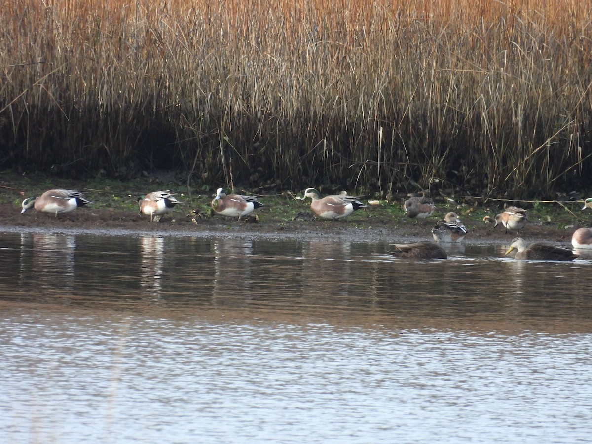 American Wigeon - ML646847481