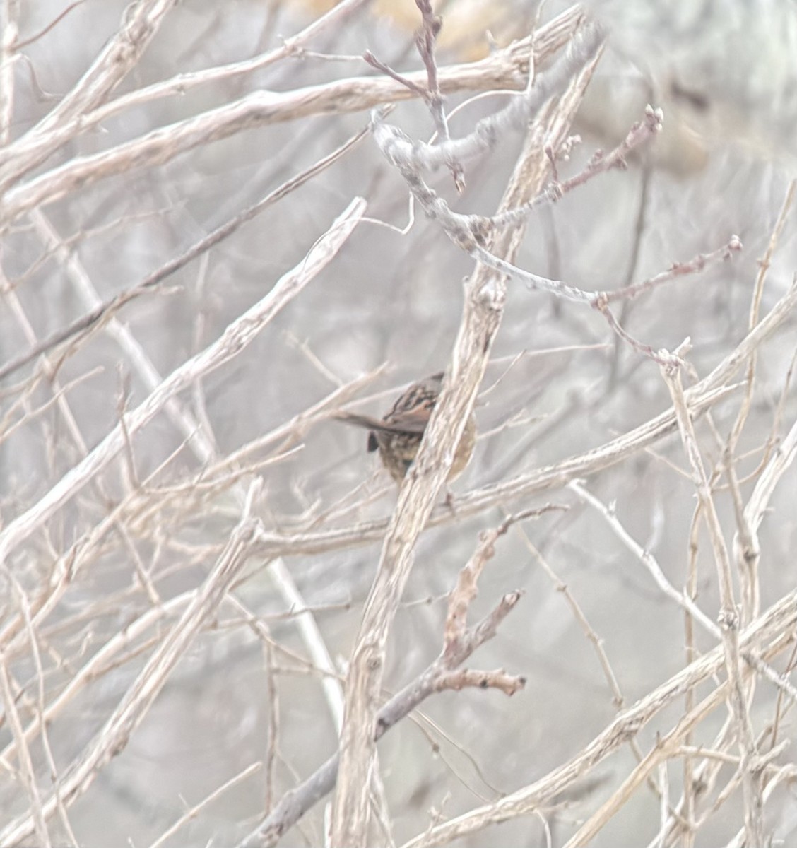 Swamp Sparrow - ML646847488