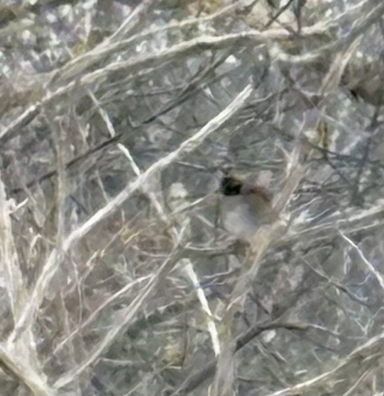 Swamp Sparrow - ML646847489