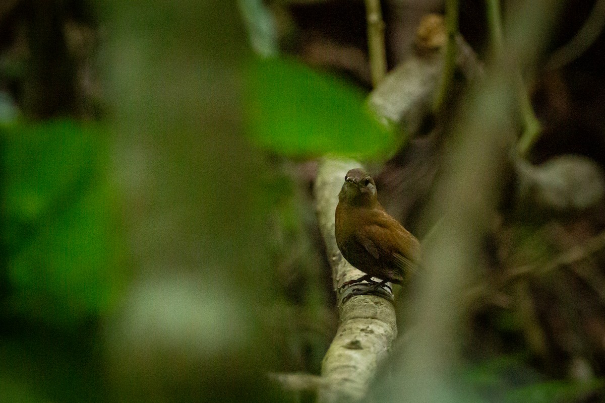 Gray-throated Leaftosser - ML646847490