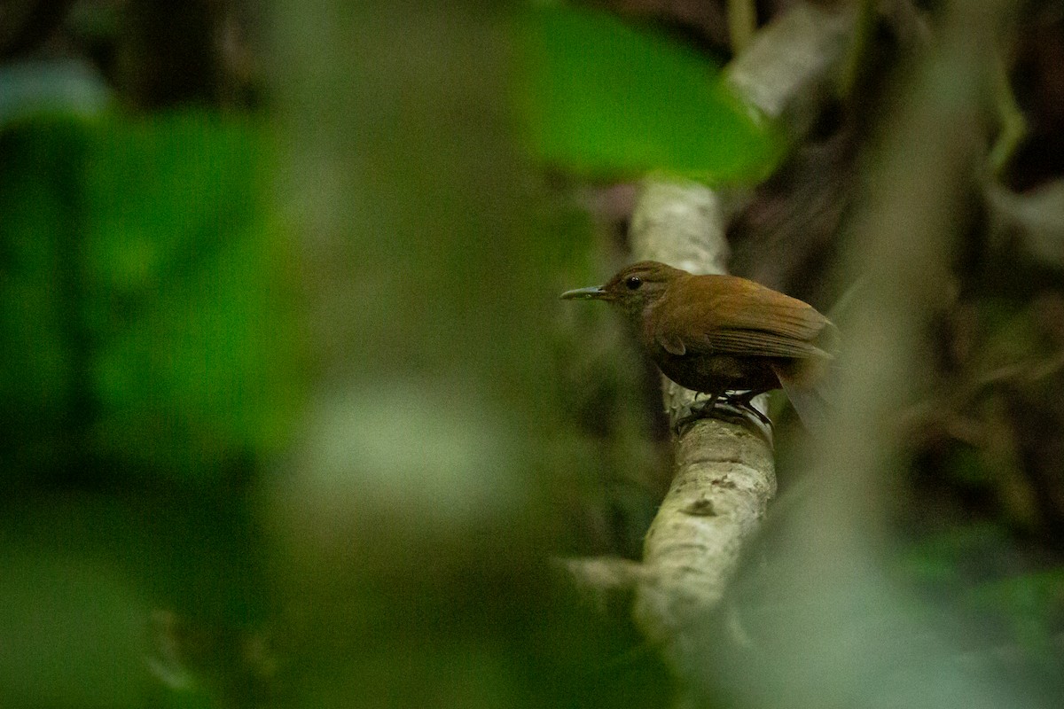 Gray-throated Leaftosser - ML646847491