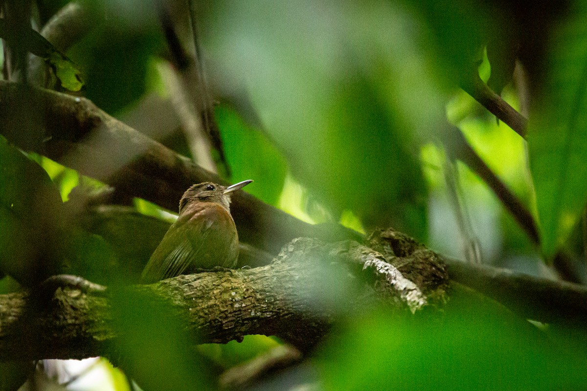 Gray-throated Leaftosser - ML646847492