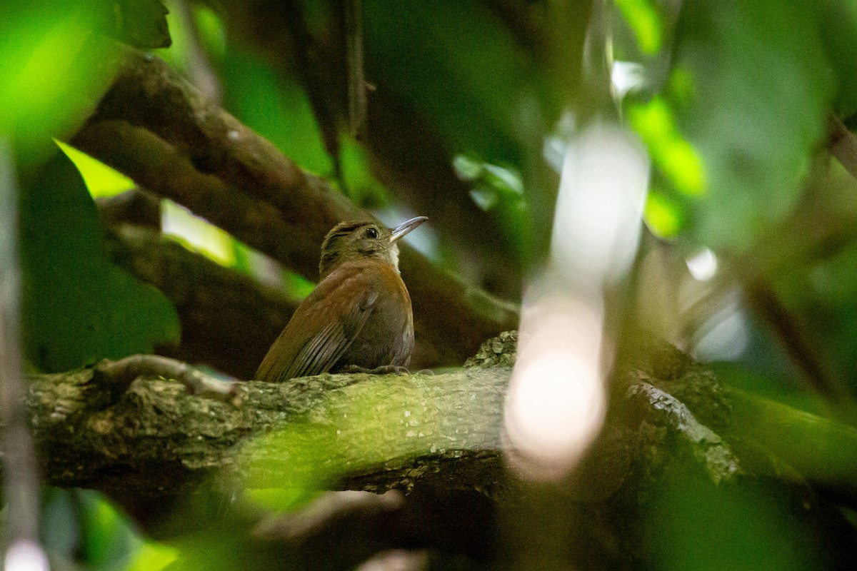 Gray-throated Leaftosser - ML646847493