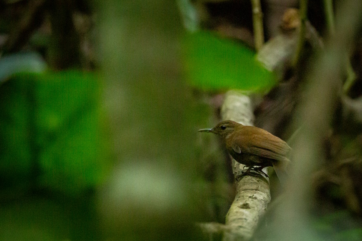 Gray-throated Leaftosser - ML646847494