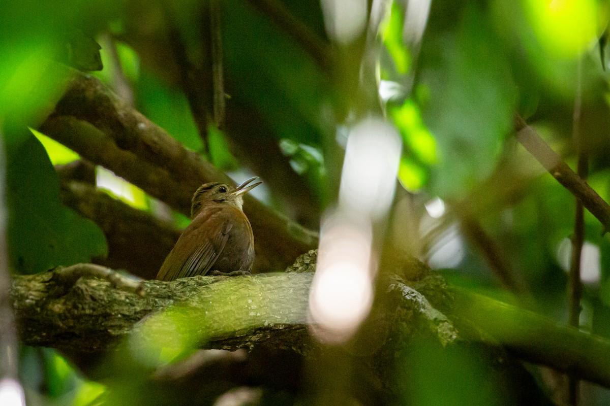 Gray-throated Leaftosser - ML646847495