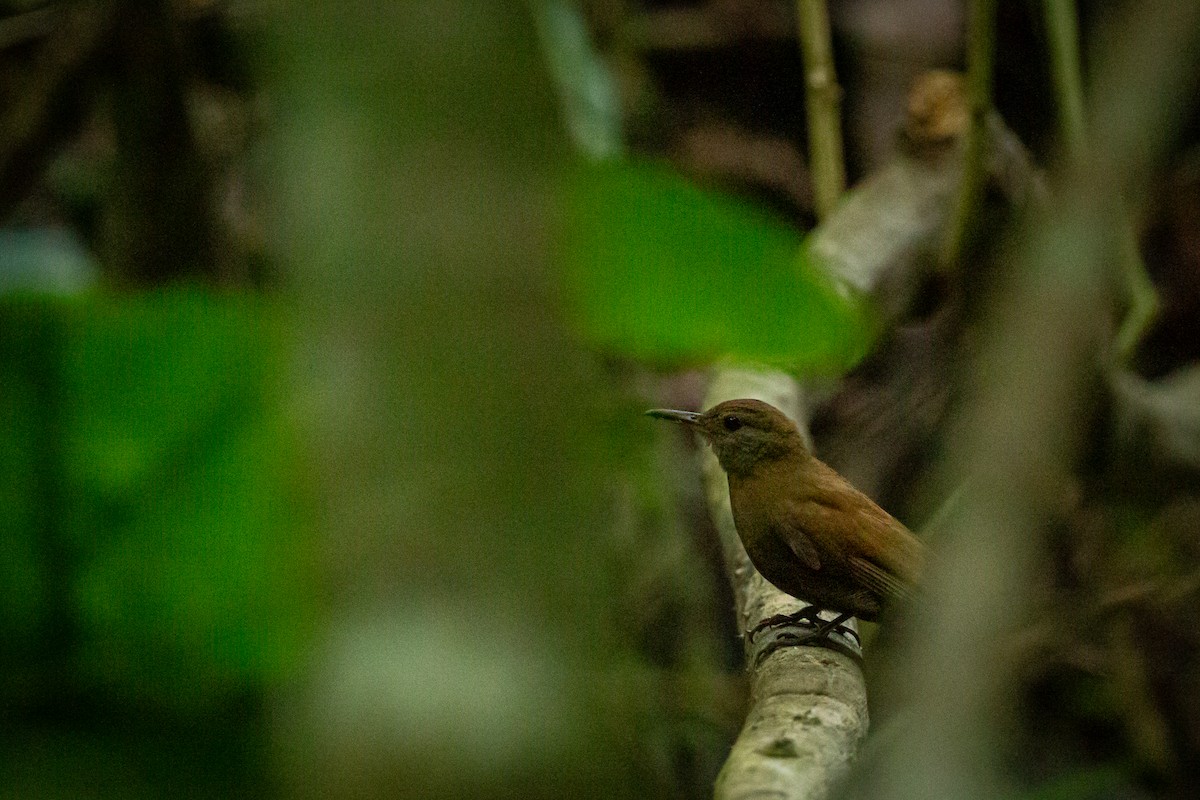 Gray-throated Leaftosser - ML646847496