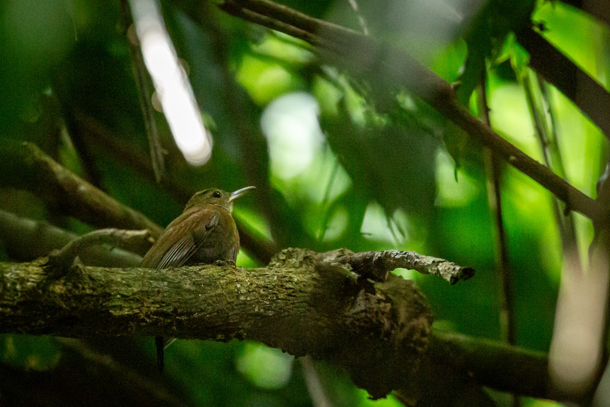 Gray-throated Leaftosser - ML646847497