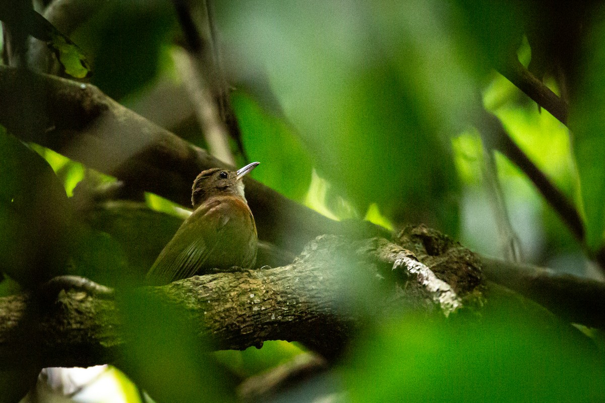 Gray-throated Leaftosser - ML646847498