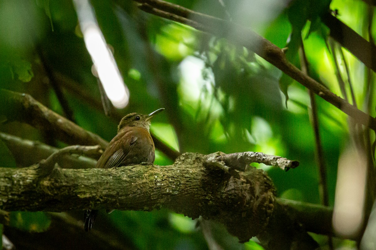 Gray-throated Leaftosser - ML646847499