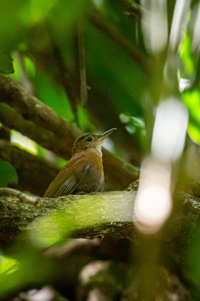 Gray-throated Leaftosser - ML646847500