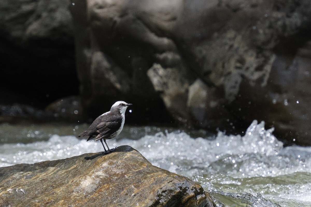 White-capped Dipper - ML646847501