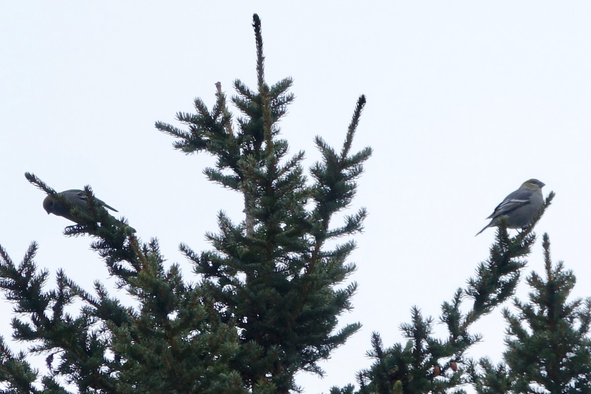 Pine Grosbeak - ML646847503