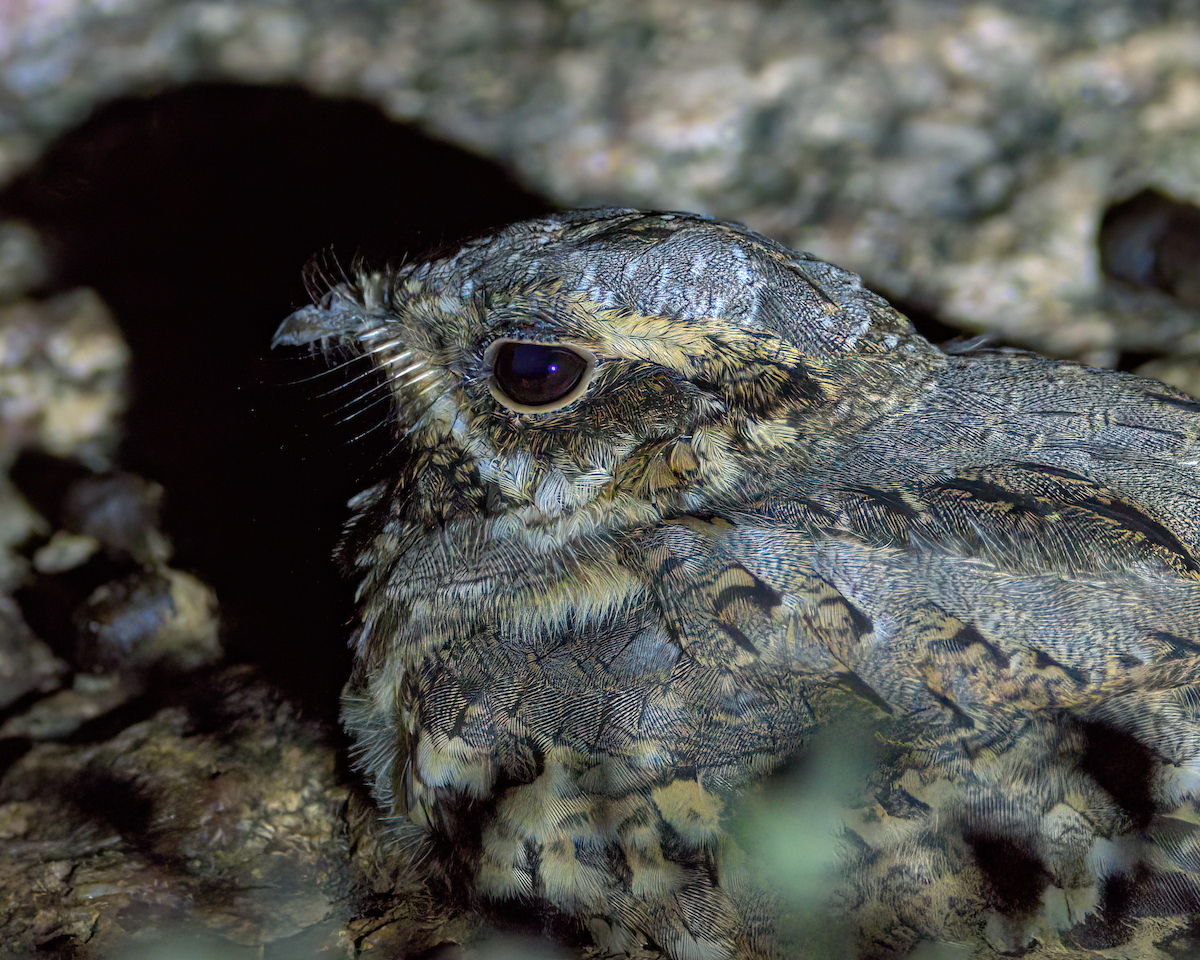 Hint Çobanaldatanı - ML646847504