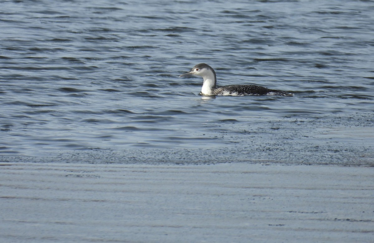 Red-throated Loon - ML646847505