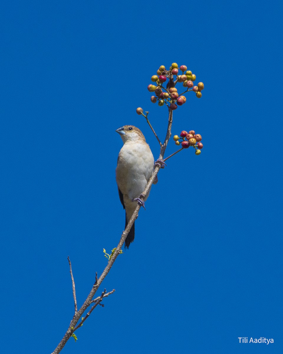 白喉文鳥 - ML646847509