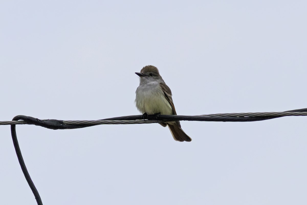 Ash-throated Flycatcher - ML646847511