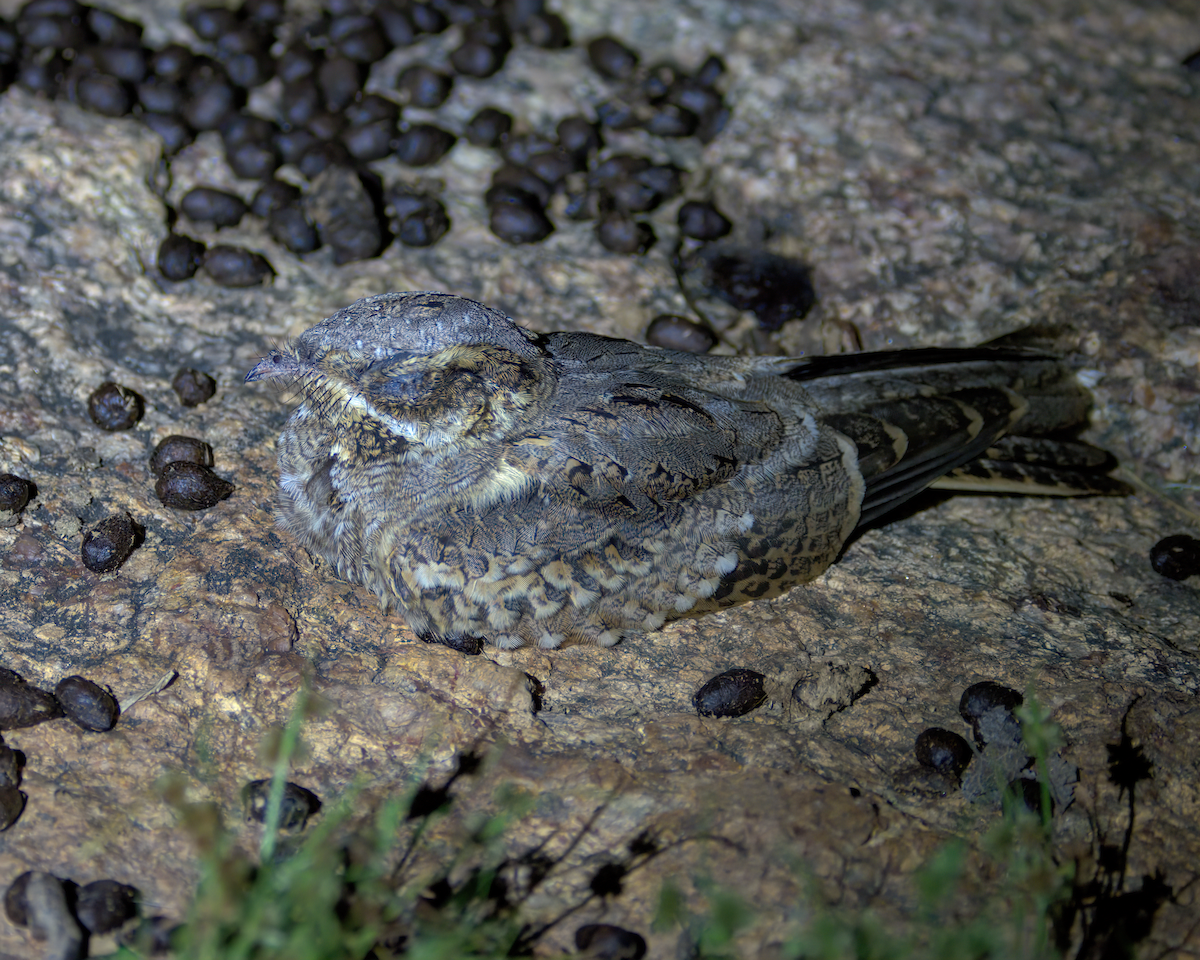 Hint Çobanaldatanı - ML646847512