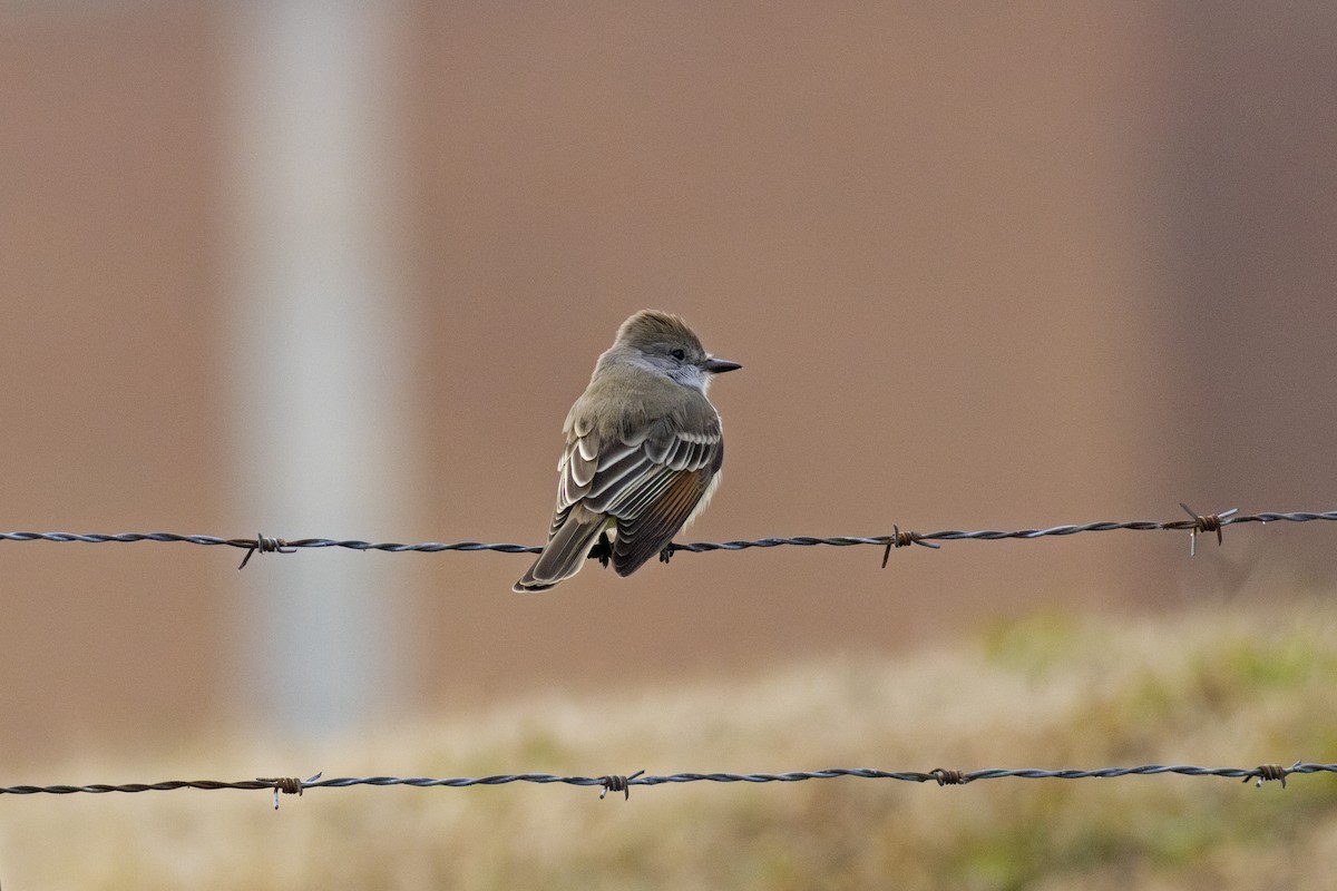 Ash-throated Flycatcher - ML646847515