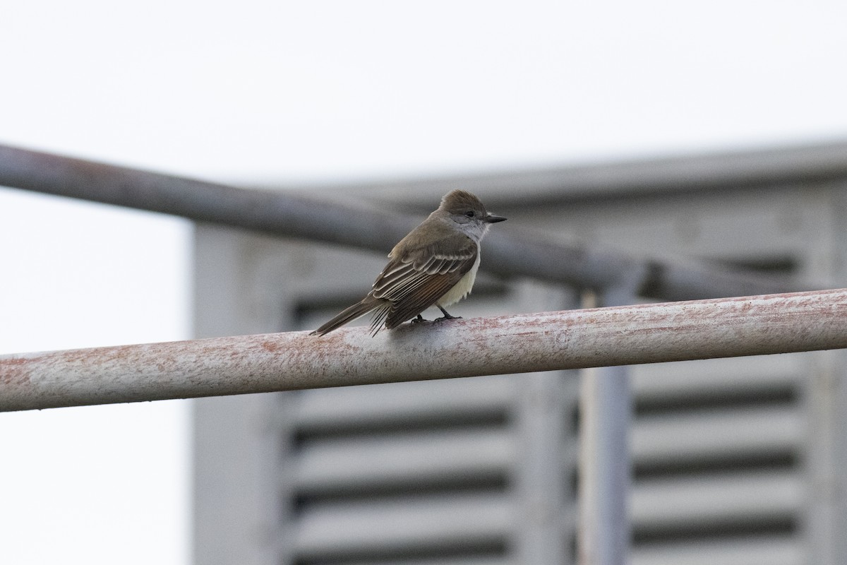 Ash-throated Flycatcher - ML646847516