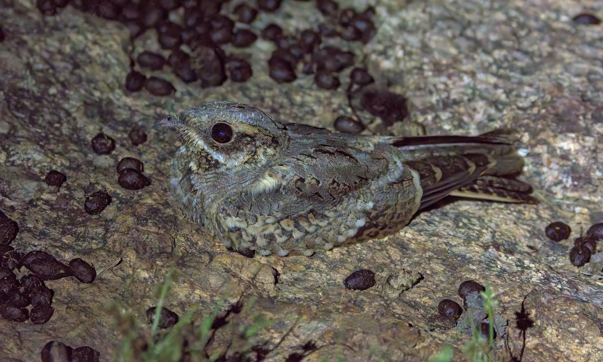 Hint Çobanaldatanı - ML646847517