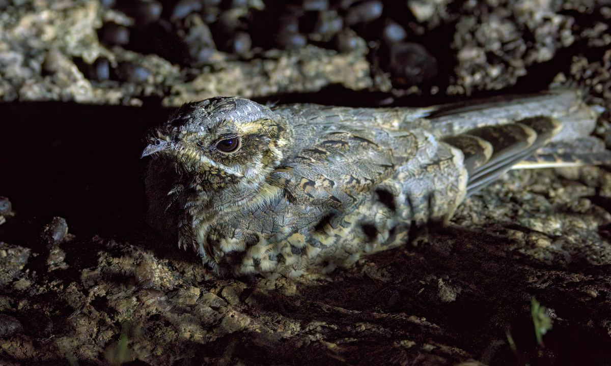 Hint Çobanaldatanı - ML646847518