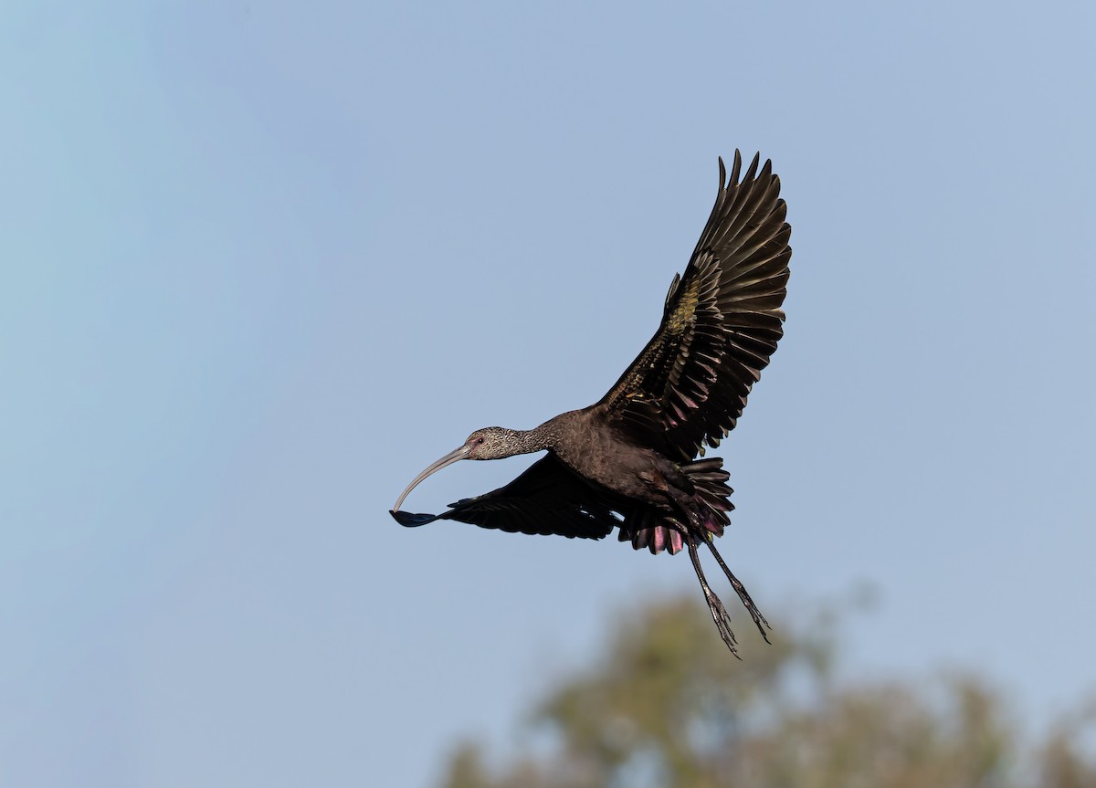 hvitgrimeibis - ML646847519